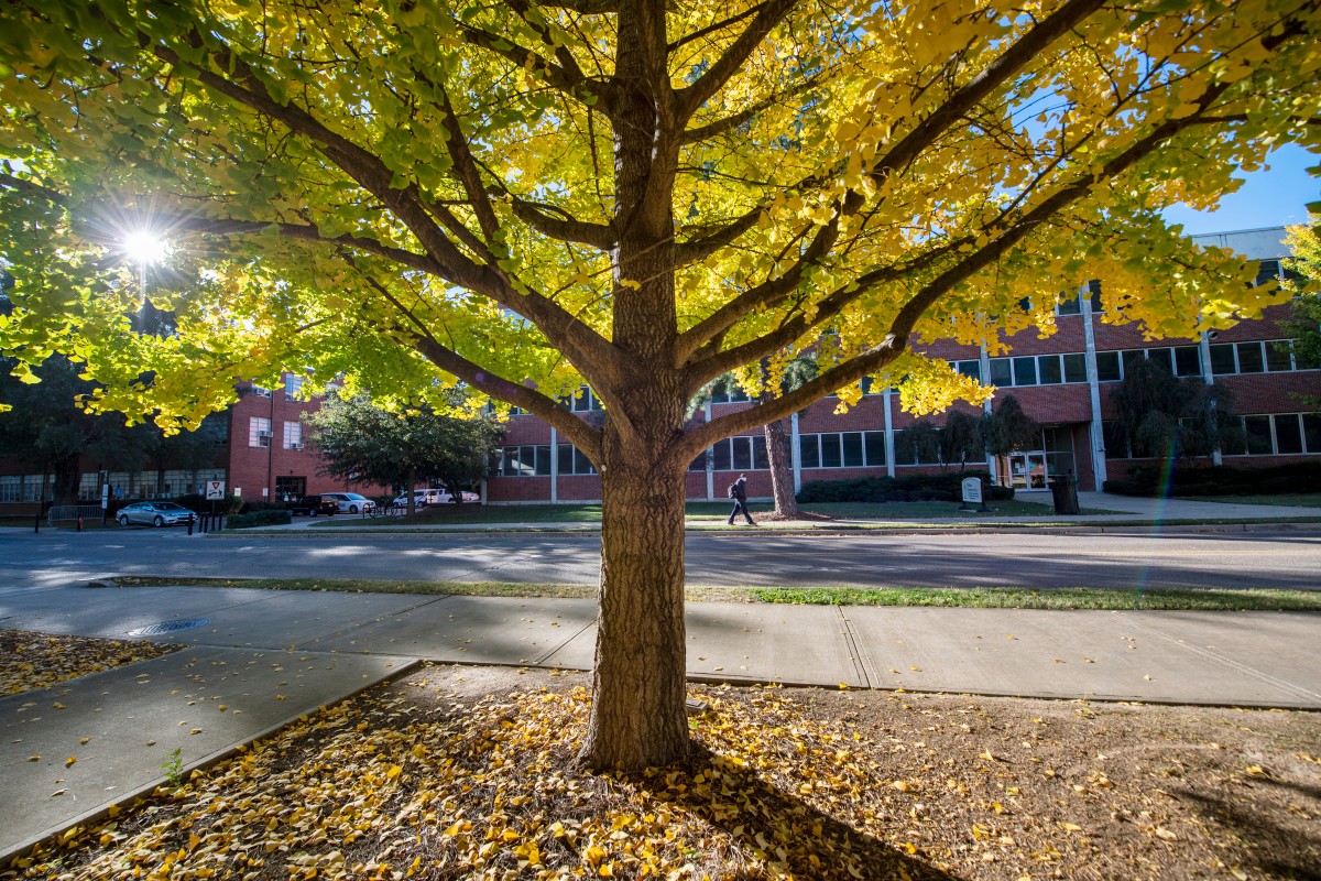 Living Legacy Tree